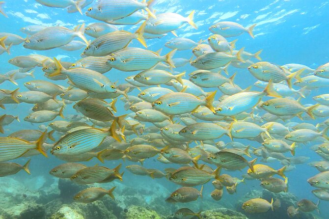 Lanzarote Introductory Scuba Diving Experience - The shallow-water lesson at Playa Chica