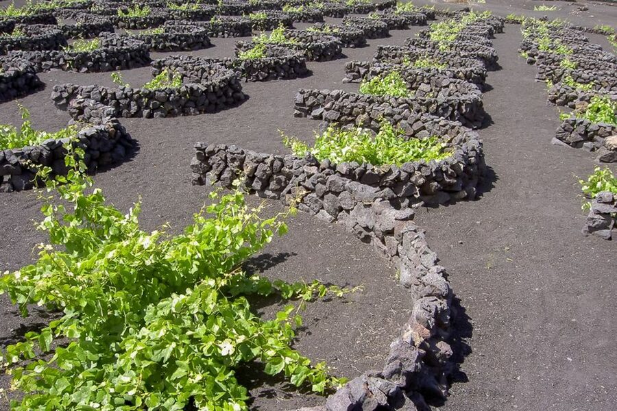 Lanzarote: Timanfaya Park and Jameos del Agua Full-Day Tour - The optional camel ride: fun, but know what you are paying for