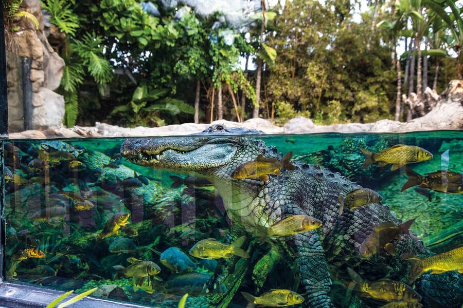 Loro Parque and Siam Park Combined Admission Tickets - Free transport around Siam Park
