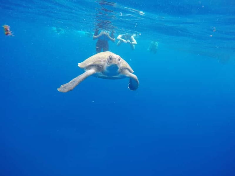 Los Cristianos: Kayak and Snorkel with Turtles and Photos - Should you book the Los Cristianos kayak tour?