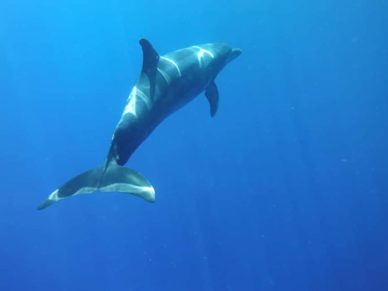 Los Cristianos: Kayak and Snorkel with Turtles and Photos - Entering a sea cave near the black cliffs