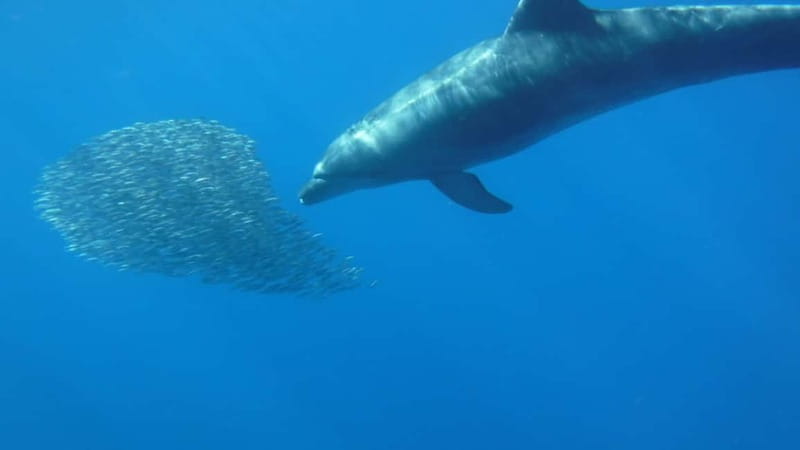 Los Cristianos: Kayak and Snorkel with Turtles and Photos - Who should book this Tenerife kayaking trip