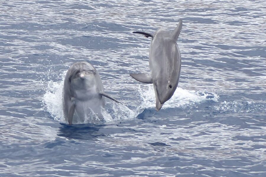 Los Cristianos Respectful No-Chase Whale and Dolphin Safari - Key points at a glance