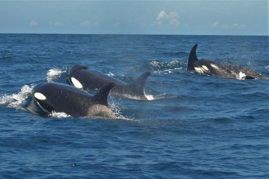 Los Cristianos Respectful No-Chase Whale and Dolphin Safari - Who will enjoy this safari most