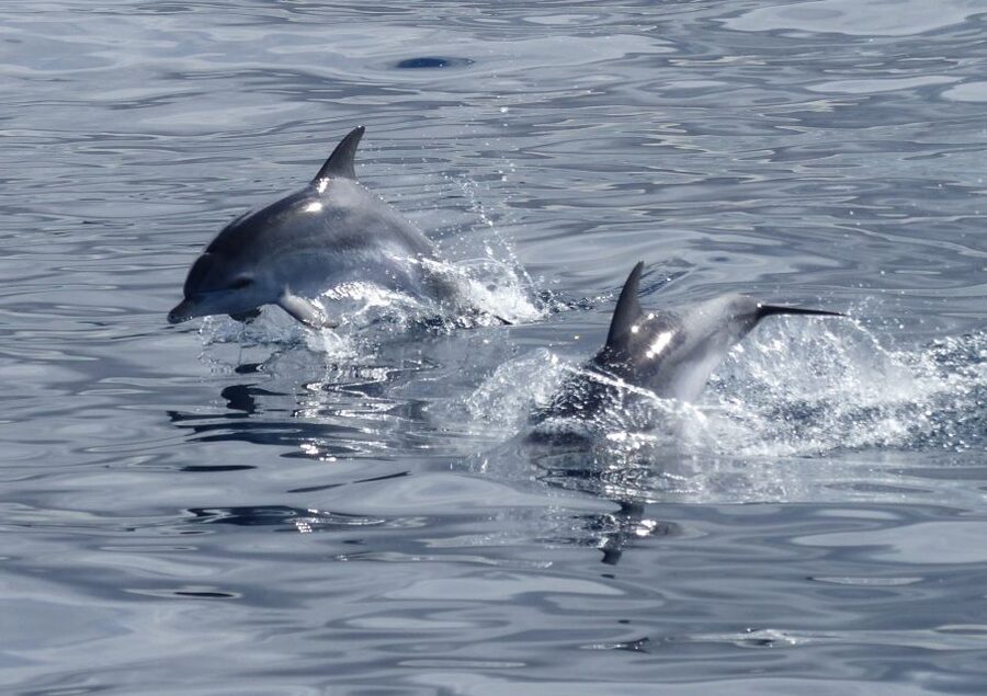 Los Cristianos Respectful No-Chase Whale and Dolphin Safari - Why the no-chase rule matters off Tenerife
