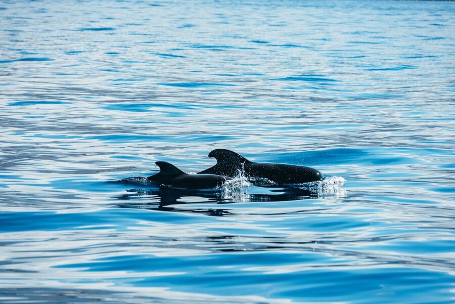 Los Cristianos Respectful No-Chase Whale and Dolphin Safari - The Bahriyeli boat and your view