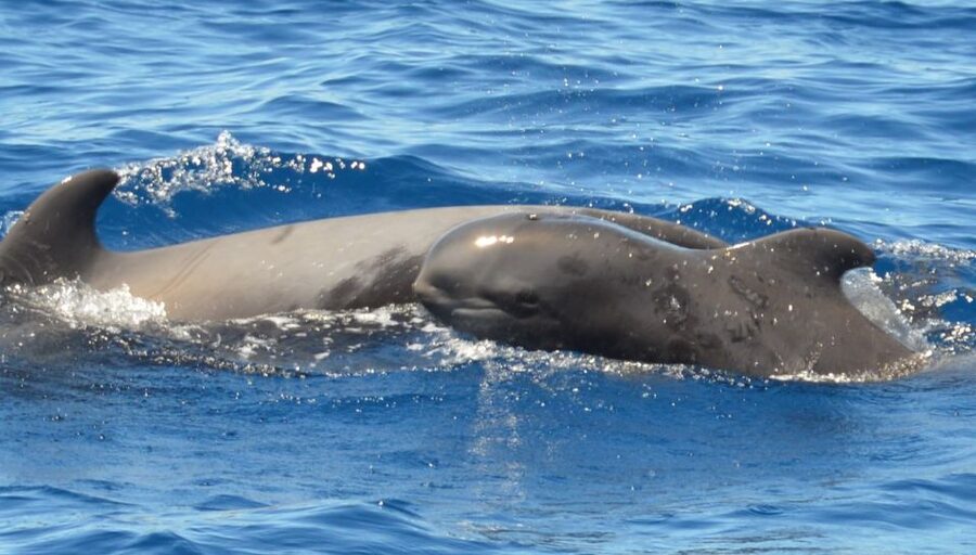 Los Cristianos Respectful No-Chase Whale and Dolphin Safari - Why there is no swimming stop