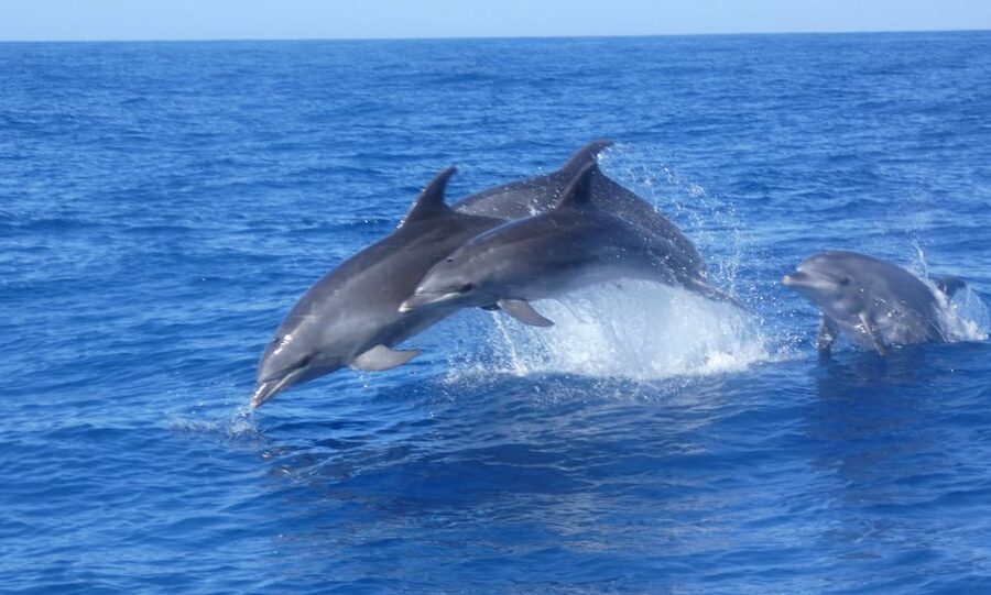Los Cristianos Respectful No-Chase Whale and Dolphin Safari - The value of the conservation donation