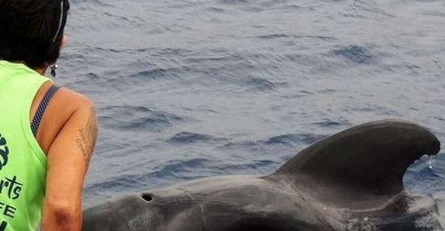 Los Cristianos Respectful No-Chase Whale and Dolphin Safari - Timing, sea conditions, and practical comfort