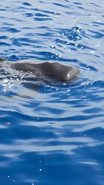Los Cristianos: Viking Cruise Whales & Dolphins Watching - The Two-Hour Route Toward Tenerife’s Marine Life
