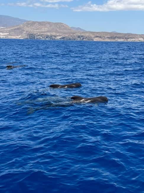 Los Cristianos: Viking Cruise Whales & Dolphins Watching - Access and Practical Details