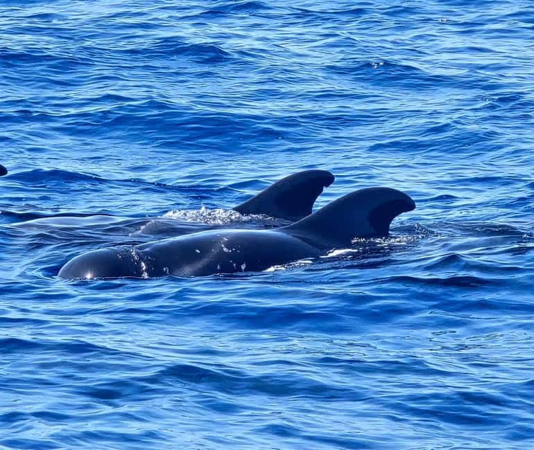 Los Cristianos: Viking Cruise Whales & Dolphins Watching - Should You Book Ragnarok?