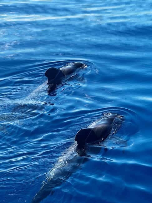 Los Cristianos: Viking Cruise Whales & Dolphins Watching - FAQ