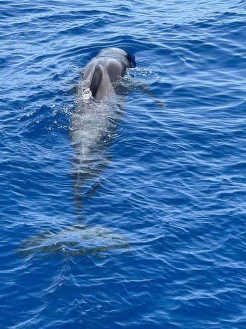 Los Cristianos: Viking Cruise Whales & Dolphins Watching - What Makes the Viking Theme Work