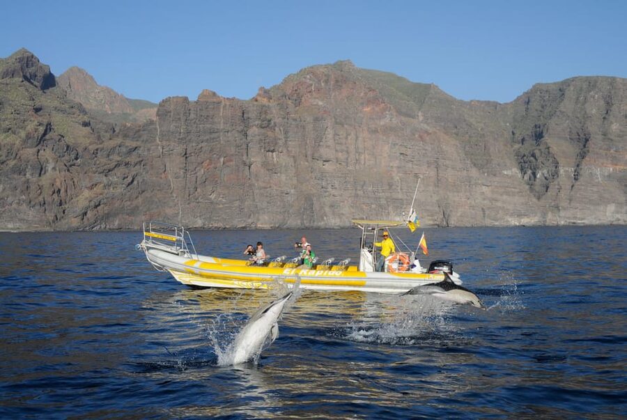 Los Gigantes: Dolphin and Whale Watching Cruise by Speedboat - Setting Out From Los Gigantes Port