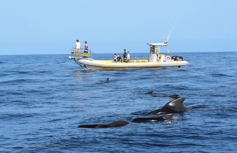 Los Gigantes: Dolphin and Whale Watching Cruise by Speedboat - Reaching the Teno-Rasca Whale Sanctuary