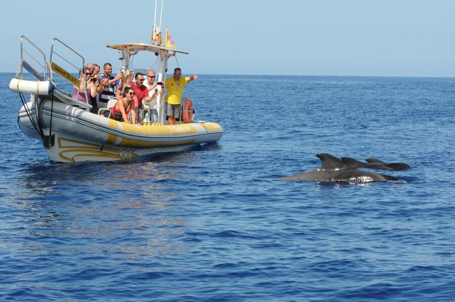 Los Gigantes: Dolphin and Whale Watching Cruise by Speedboat - How Much Value You Get for $33