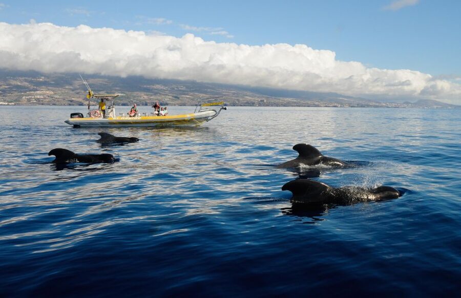 Los Gigantes: Dolphin and Whale Watching Cruise by Speedboat - Watching Pilot Whales From a Small RIB