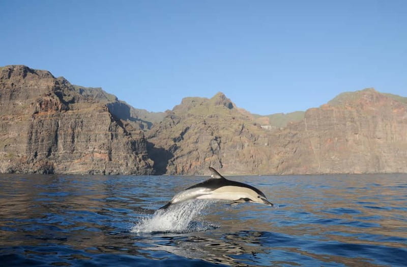 Los Gigantes: Dolphin and Whale Watching Tour with Drinks - Key points at a glance