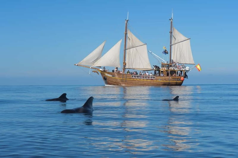 Los Gigantes: Dolphin and Whale Watching Tour with Drinks - Sailing from Los Gigantes Harbor