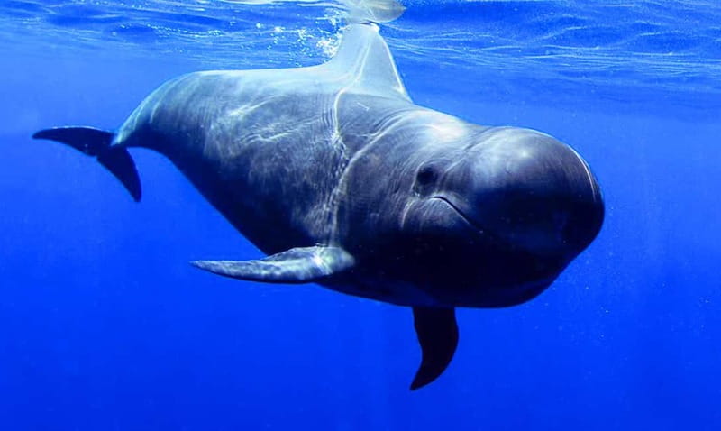 Los Gigantes: Dolphin and Whale Watching Tour with Drinks - Passing beneath the cliffs of Los Gigantes and Masca