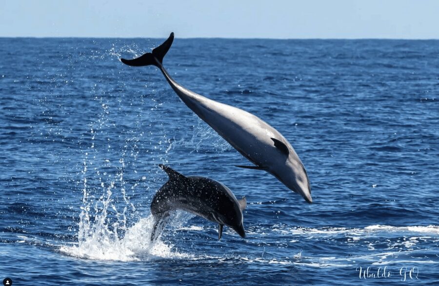 Los Gigantes: Dolphin and Whale Watching Tour with Drinks - Booking, cancellation, and language options