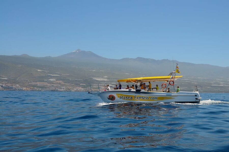 Los Gigantes: Dolphin & Whale Watching Cruise with Swim Stop - Why this short Los Gigantes cruise works so well