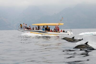 Dolphin & Whale Watching Cruise with Swim Stop