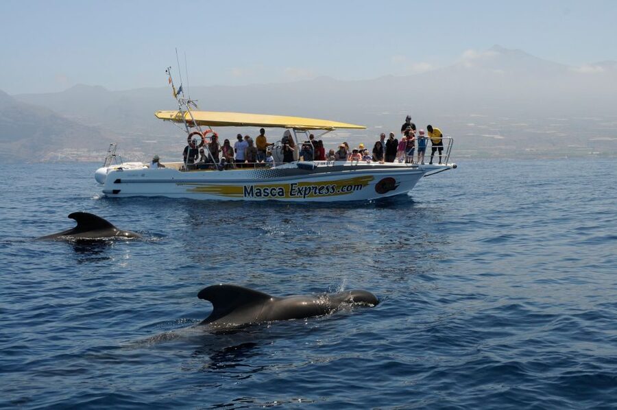 Los Gigantes: Dolphin & Whale Watching Cruise with Swim Stop - What the $33 price really gives you