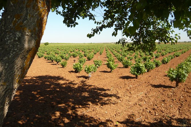 Madrid Countryside Wineries Guided Tour with Wine Tasting - Bodega del Nero and Madrid’s long wine tradition