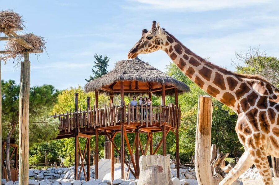 Madrid: Zoo Aquarium Madrid Ticket - A full day in Casa de Campo