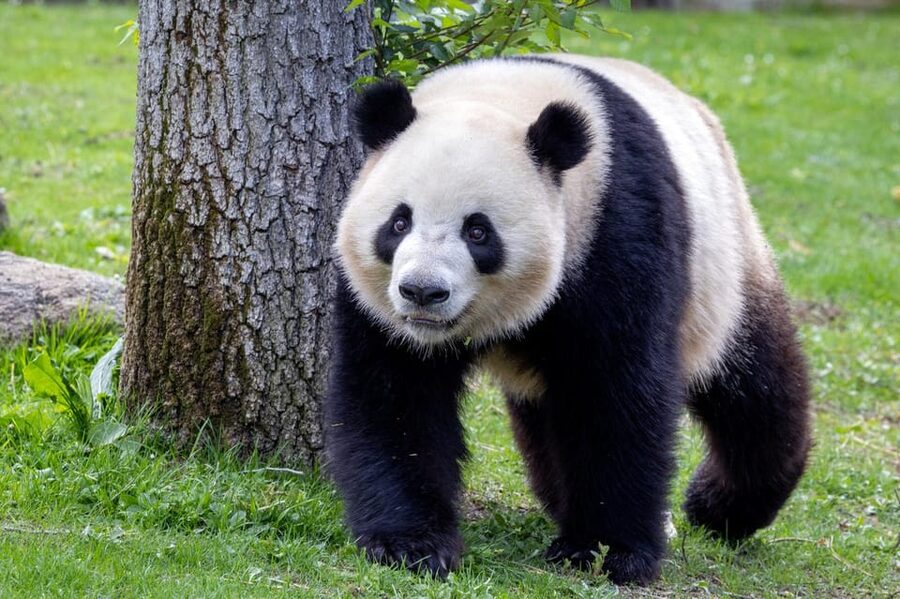 Madrid: Zoo Aquarium Madrid Ticket - The animal habitats and the big-name species