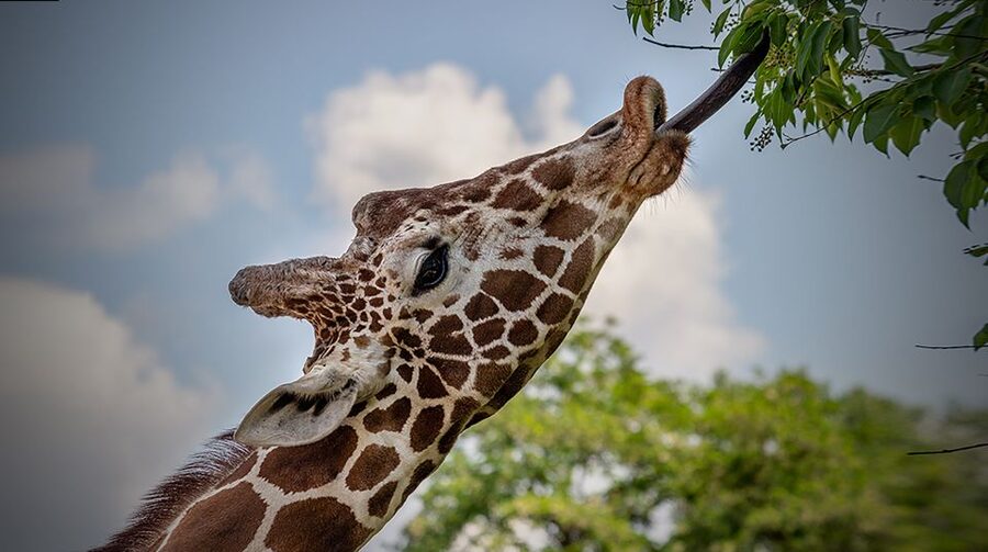 Madrid: Zoo Aquarium Madrid Ticket - Conservation, technology, and the gorilla experience