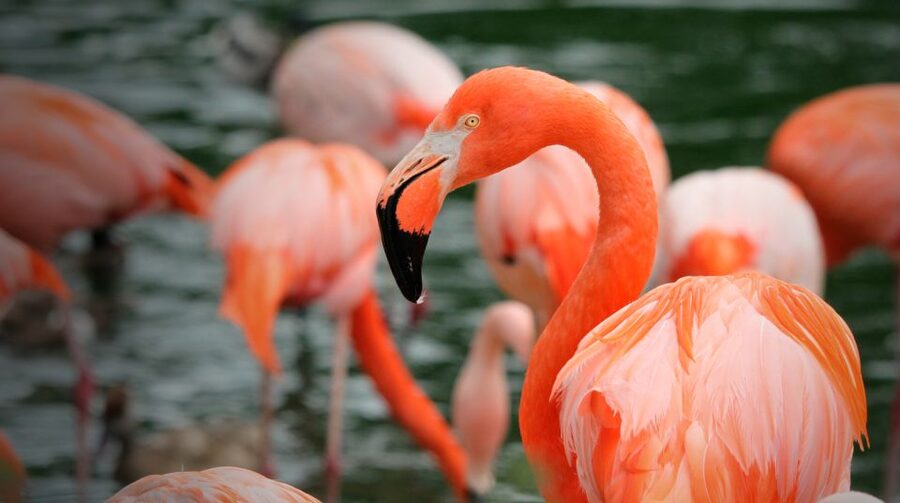 Madrid: Zoo Aquarium Madrid Ticket - What the day feels like with children