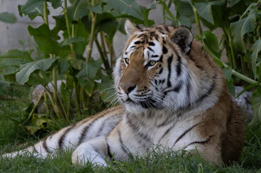 Madrid: Zoo Aquarium Madrid Ticket - Is the $28 ticket good value?