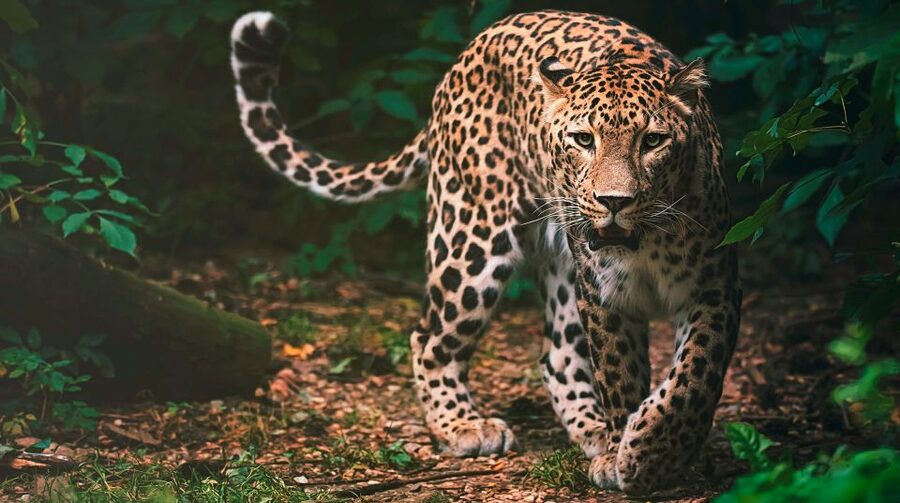 Madrid: Zoo Aquarium Madrid Ticket - Who should book this ticket?