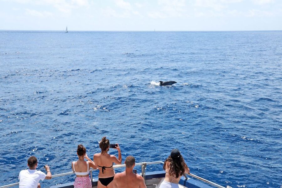 Mallorca: 2-Hour Dolphin Watching Cruise & Glass-Bottom Boat - Key points at a glance