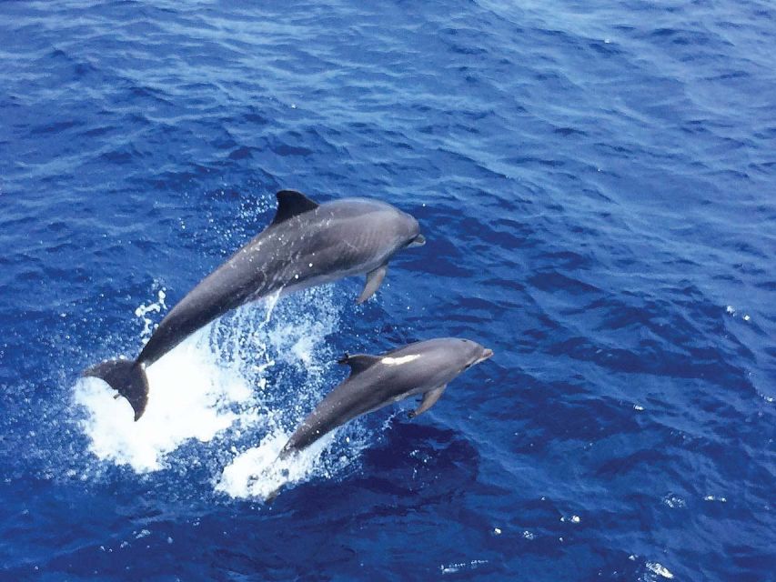 Mallorca: 2-Hour Dolphin Watching Cruise & Glass-Bottom Boat - Leaving Mallorca early in the day