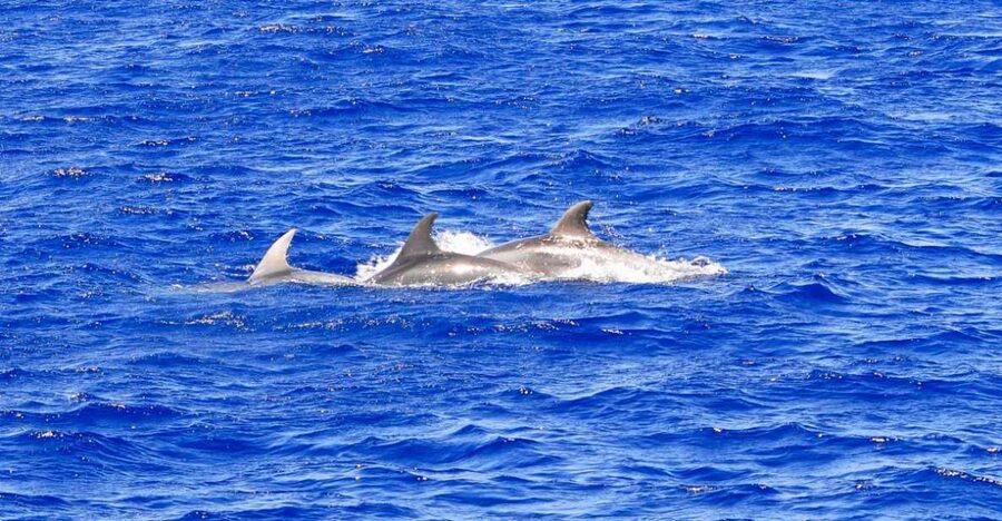 Mallorca: 3-Hour Afternoon Dolphin Watching Boat Tour - Dolphins, sea air, and a little luck