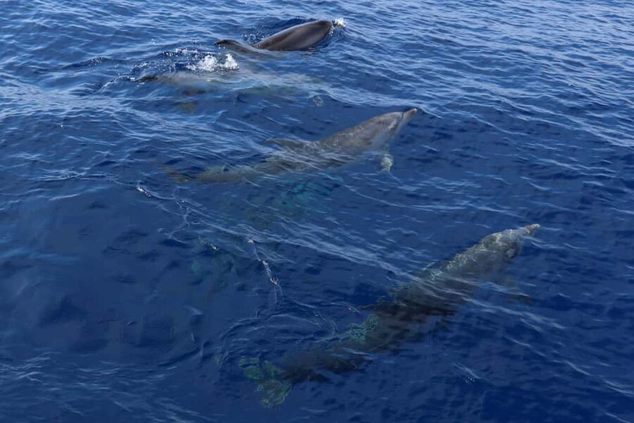 Mallorca: 3-Hour Afternoon Dolphin Watching Boat Tour - Is three hours good value at $48?