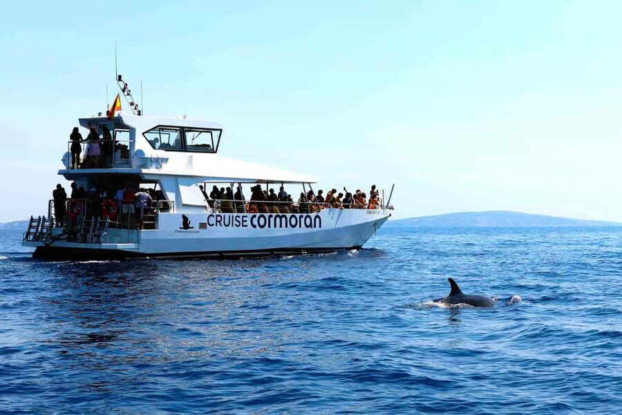 Mallorca: 3-Hour Afternoon Dolphin Watching Boat Tour - Who will enjoy this boat tour most?