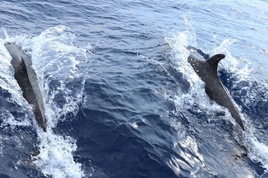 Mallorca: 3-Hour Afternoon Dolphin Watching Boat Tour - Practical tips for a smoother afternoon