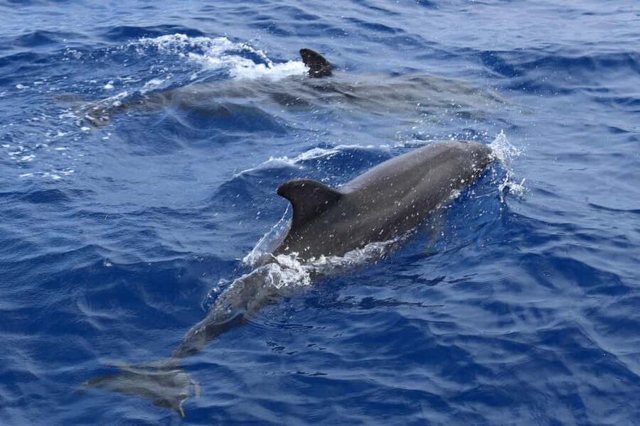 Mallorca: 3-Hour Afternoon Dolphin Watching Boat Tour - Should you book the Cruise Cormoran dolphin tour?