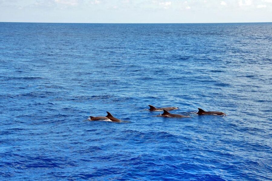 Mallorca: 3-Hour Afternoon Dolphin Watching Boat Tour - What the boat offers during the three hours