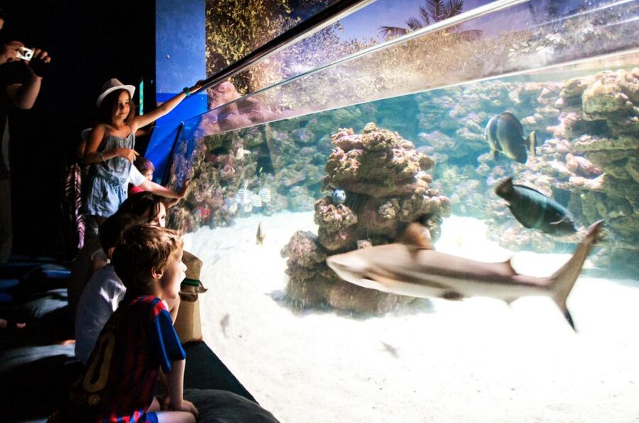 Mallorca: Palma Aquarium Entry Ticket w/ Optional 3D Cinema - The optional Aquadome film and its real value