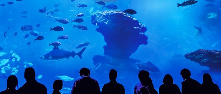 Mallorca: Palma Aquarium Entry Ticket w/ Optional 3D Cinema - Is $39 a fair price?