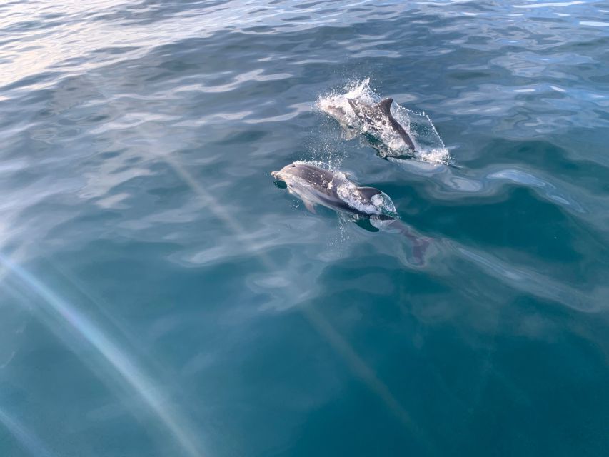 Marbella: Sailing & Dolphin Watching with Snacks and Drinks - Who should book this experience?