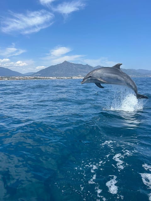 Marbella: Sailing & Dolphin Watching with Snacks and Drinks - Looking for dolphins without false promises