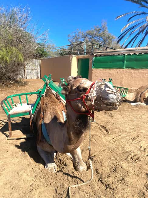 Maspalomas: Guided Camel Ride in the Maspalomas Sand Dunes - Key points to know before you ride