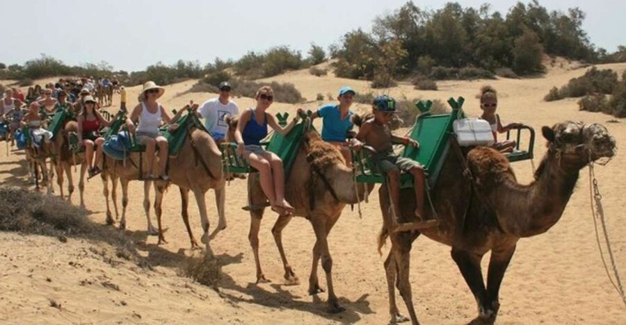 Maspalomas: Guided Camel Ride in the Maspalomas Sand Dunes - The saddle is easier than riding a hump